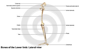 Bones of the Lower limb Lateral view