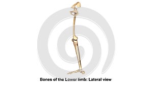 Bones of the Lower limb Lateral view