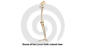Bones of the Lower limb Lateral view photo