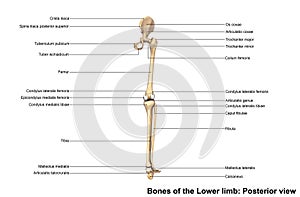 Bones of the Lower limb Posterior view