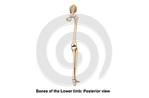Bones of the Lower limb Posterior view photo