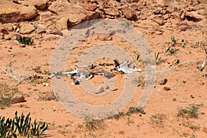 Bones and mortal remains of dead camel in Wadi Rum desert, Jordan