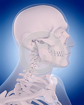 Bones of the neck