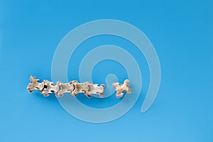 Bones from the neck of a duck on a blue background