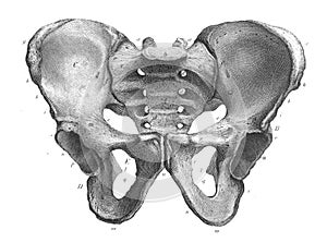 The bones of the pelvis and the sacrum in the old book The Atlas of Human Anatomy, by K.E. Bock, 1875, St. Petersburg