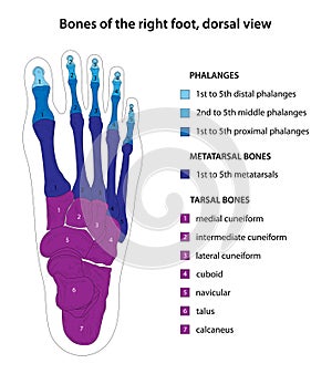 Bones of the right foot, dorsal view.