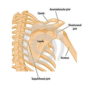 Bones of the right shoulder