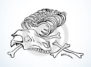 Bones and skull of a horse. Vector drawing