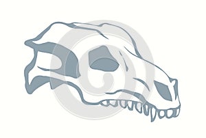 Bones and skull of a horse. Vector drawing