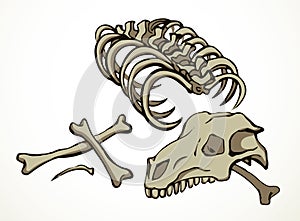 Bones and skull of a horse. Vector drawing