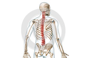 Bones of the spine or vertebrae in color back view with body 3D rendering illustration isolated on white with copy space. Human