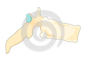 Bones type skeleton. Educational anatomical diagram element. Bone example. Educational medical vector illustration