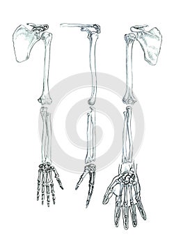 Bones of the upper extremity