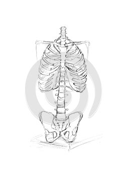 Bones of upper limb