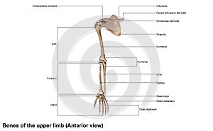 Bones of the Upper Limb Anterior view