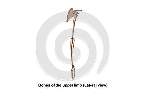 Bones of the Upper Limb Lateral view