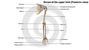 Bones of the Upper Limb Posterior view