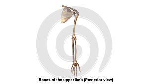 Bones of the Upper Limb Posterior view