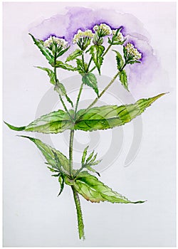 Boneset