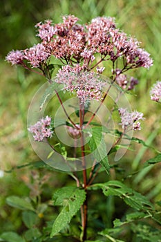 Boneset