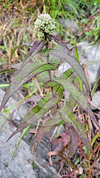 Boneset Eupatorium perfoliatum medicinal herb traditional herbal medicine plant