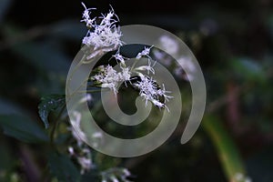 Boneset flowers.