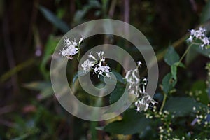 Boneset flowers.