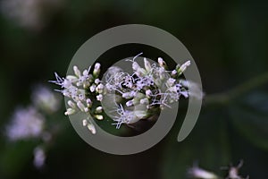 Boneset flowers.