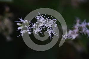 Boneset flowers.