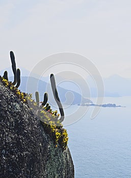 Bonete on Ilhabela Island, Brazil photo