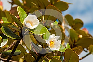 Bonetias Sessilis, La Gran Sabana, Venezuela