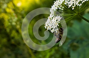 Boney Bee on the flower. Slovakia