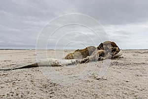 Boney Dead Fish Carcus On A Sandy Beach