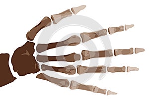 Boney Hand
