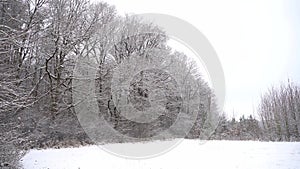 Boney trees in winter Germany