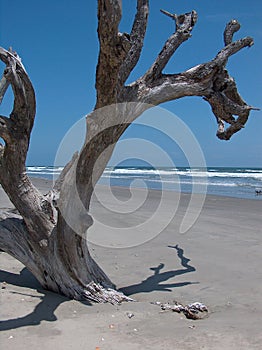 Boneyard Beach