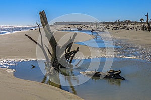 Boneyard Beach on Bulls Island