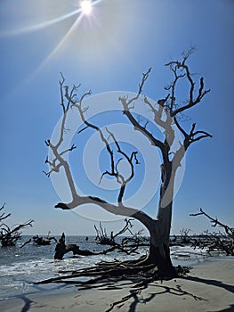 Boneyard Beach Hunting Island State Park