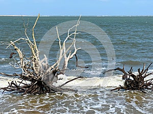 Boneyard Beach near Amelia Island, Florida USA on a bright sunny day