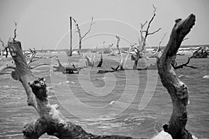 Boneyard Beach in South Carolina