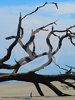 Boneyard tree on beach, vertical orientation