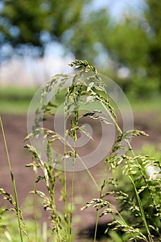 Bonfire boneless Bromus inermis, monocotyledonous plants of Ce