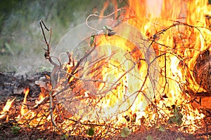 Bonfire campfire fire summer forest