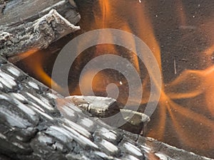 Bonfire, campfire, pyre in the day time. Round logs burning. The production of charcoal for the barbecue