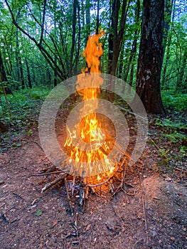 Bonfire in the forest in the evening. Camp Fire in the forest, flames and sparks, beautiful nature