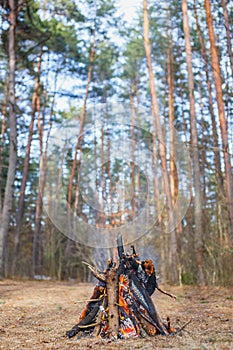 Bonfire in the spring forest on the background of withered grass