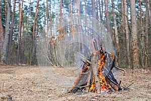 Bonfire in the spring forest on the background of withered grass
