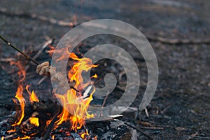 Bonfire in the spring on the nature.