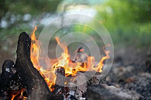 Bonfire in the summer forest, photo of camping