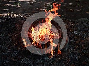 A bonfire under the trees